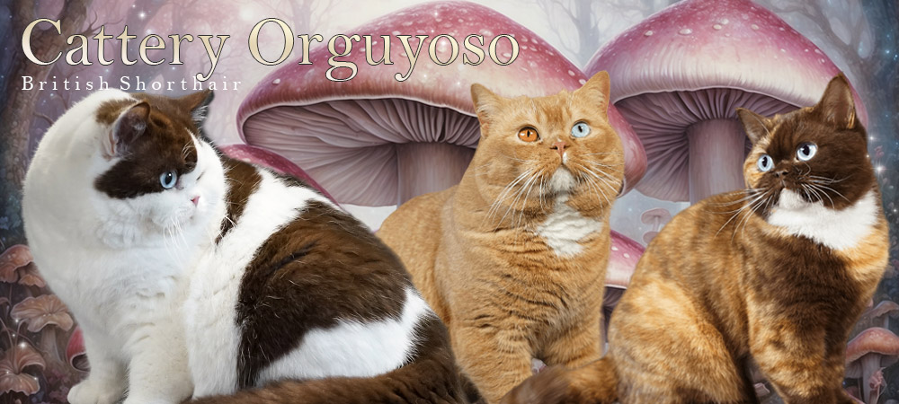 Cattery Orguyoso