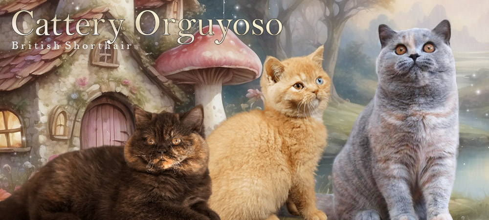 Cattery Orguyoso