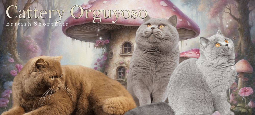 Cattery Orguyoso