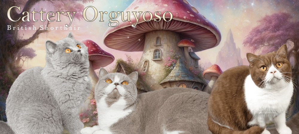 Cattery Orguyoso