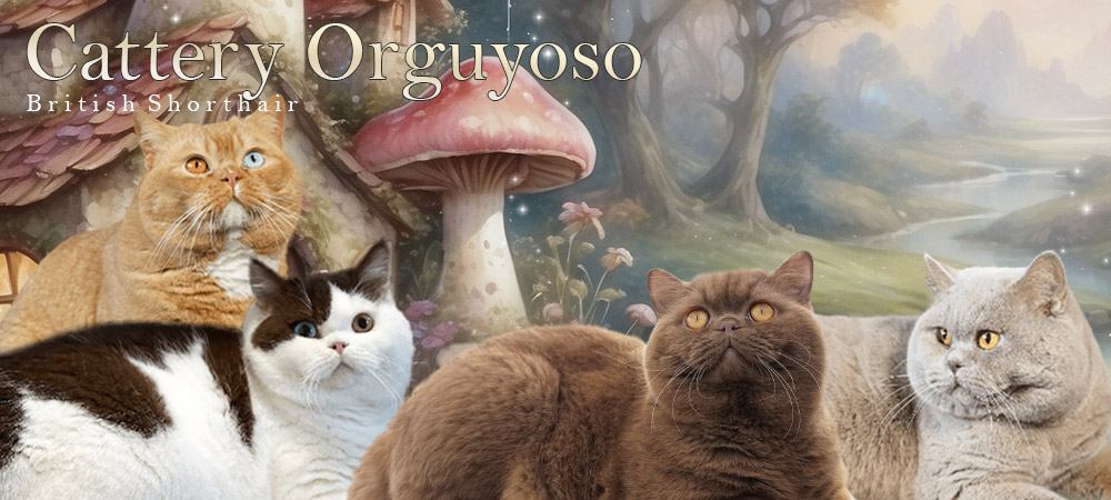 Cattery Orguyoso