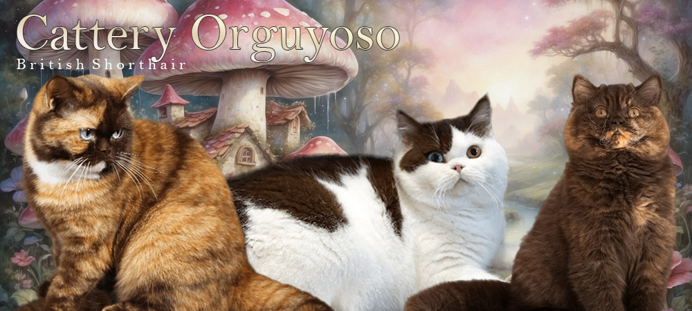 Cattery Orguyoso