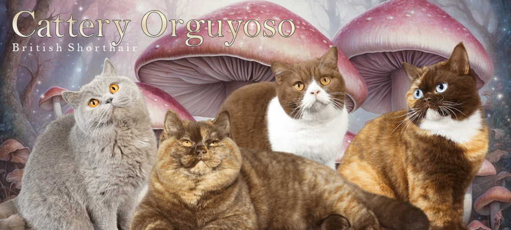 Cattery Orguyoso