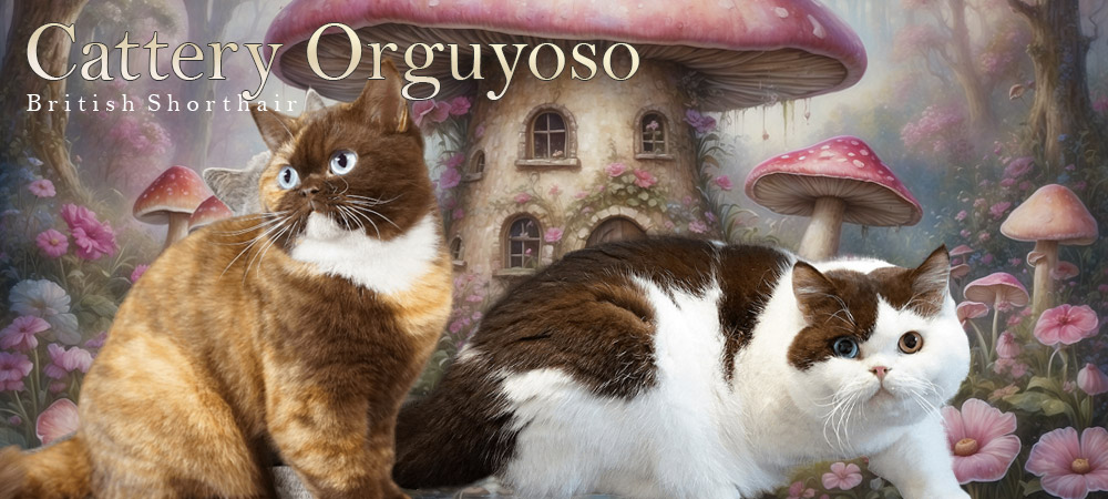 Cattery Orguyoso