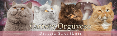 Banner Cattery Orguyoso